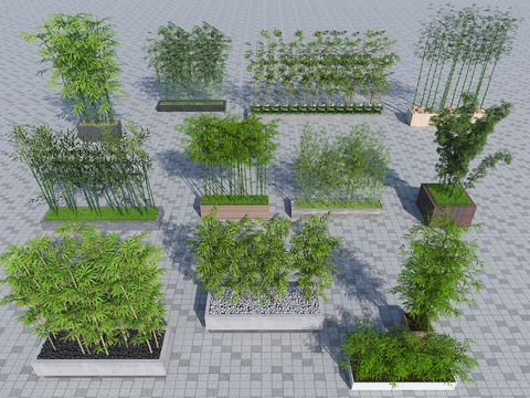  竹子 富贵竹 翠竹3d模型 