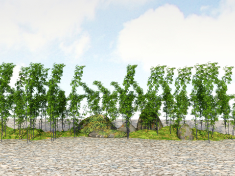  竹子 翠竹 富贵竹3d模型 