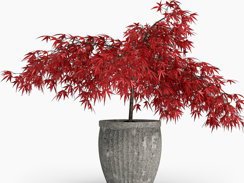  枫叶盆景 室内盆景3d模型 