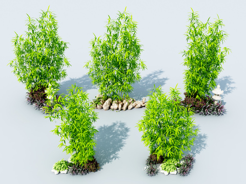  竹子 富贵竹 翠竹3d模型 