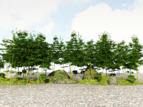  竹子 翠竹 富贵竹3d模型 