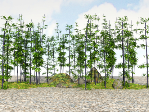  竹子 翠竹 富贵竹3d模型 