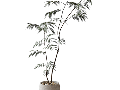  盆栽盆景 绿植3d模型 