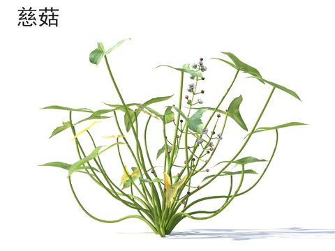  花草植物 慈菇3d模型 