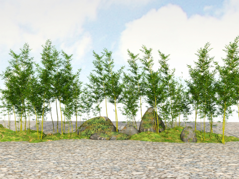  竹子 翠竹 富贵竹3d模型 