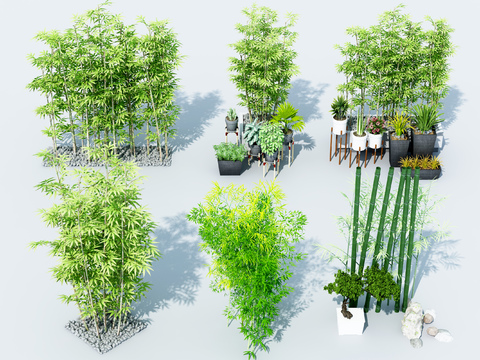  竹子 竹林 文竹3d模型 