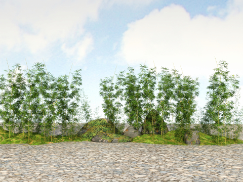  竹子 翠竹 富贵竹3d模型 