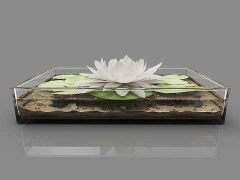  水生植物 水培绿植3d模型 