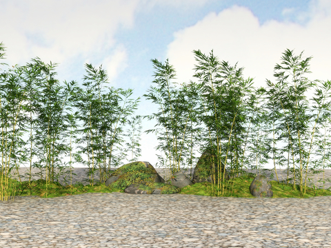  竹子 翠竹 富贵竹3d模型 