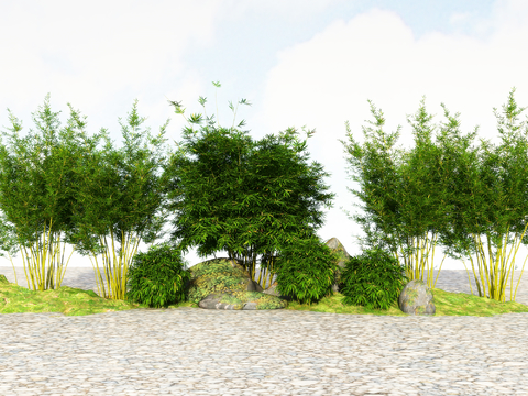  竹子 翠竹 富贵竹3d模型 