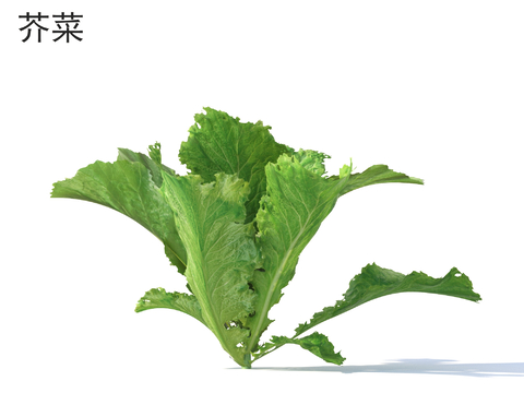  农作物 蔬菜 芥菜3d模型 