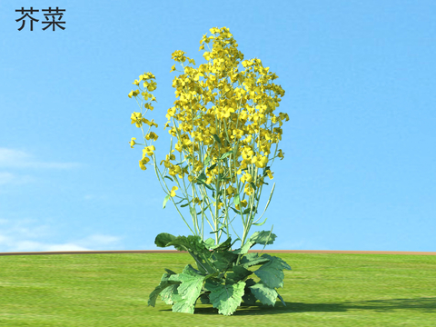  农作物 蔬菜 芥菜3d模型 