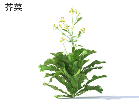  农作物 蔬菜 芥菜3d模型 
