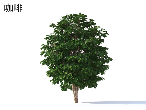  咖啡 植物类3d模型 