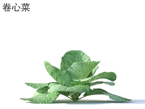  卷心菜 蔬菜 农业 农产品3d模型 