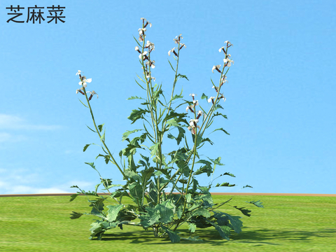  芝麻菜 蔬菜3d模型 