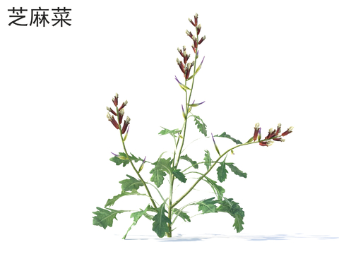  芝麻菜 蔬菜3d模型 
