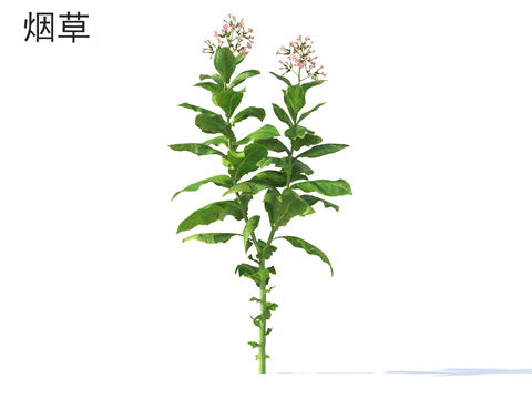  烟草 蔬菜3d模型 