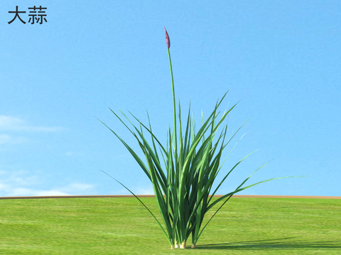  大蒜 蔬菜 农作物3d模型 