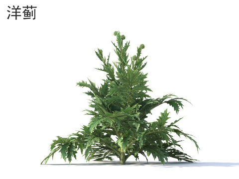  洋蓟 植物3d模型 