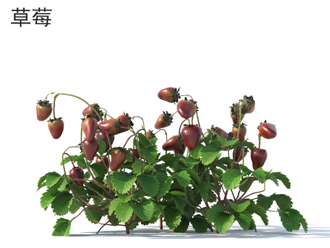  草莓 蔬菜 农作物 植物类3d模型 