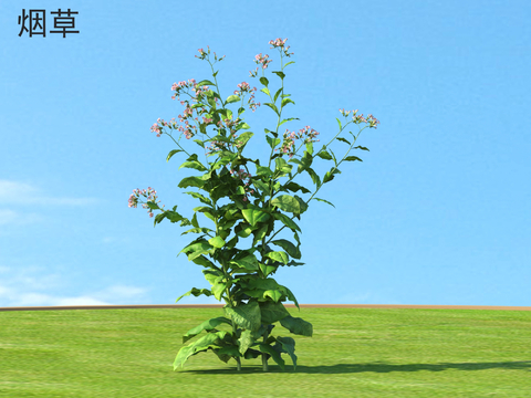  烟草 蔬菜3d模型 