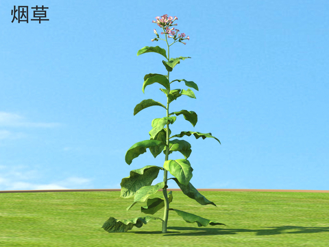  烟草 蔬菜3d模型 