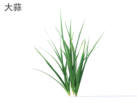  大蒜 蔬菜 农作物 植物类3d模型 