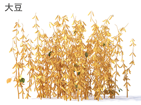 大豆 蔬菜3d模型 