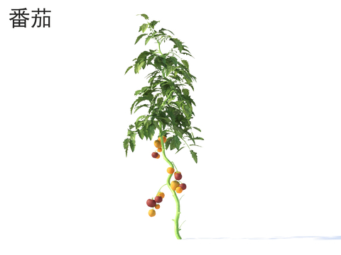  番茄 蔬菜3d模型 
