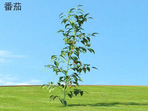  番茄 农作物3d模型 