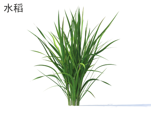  水稻 农作物 植物类3d模型 