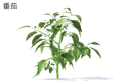  番茄 蔬菜 农作物3d模型 