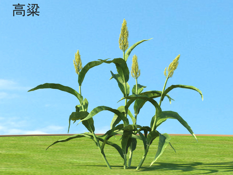  高粱 农作物 农田种植物3d模型 