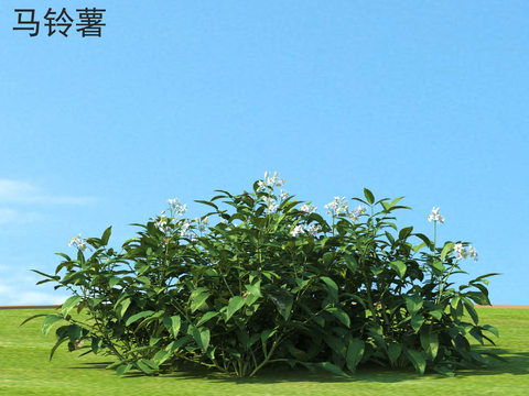  马铃薯 农作物 农田种植物3d模型 