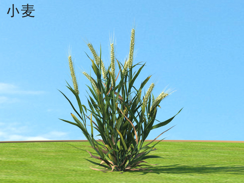  小麦 农作物3d模型 