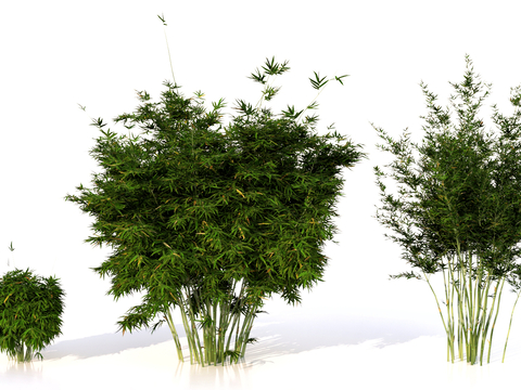  竹子 绿竹 青竹 毛竹3d模型 