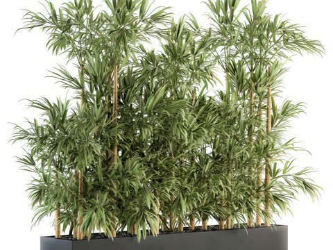  竹子盆栽 竹子花坛3d模型 