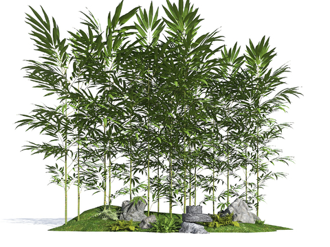 竹子 景观竹 罗汉竹 湘妃竹 青竹 竹林3d模型 