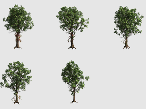  炮弹树炮弹花行道树3d模型 