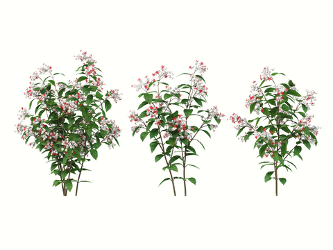  花 灌木花3d模型 
