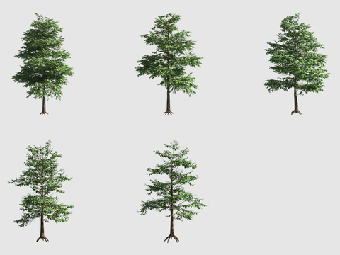 依兰香水树行道树3d模型 