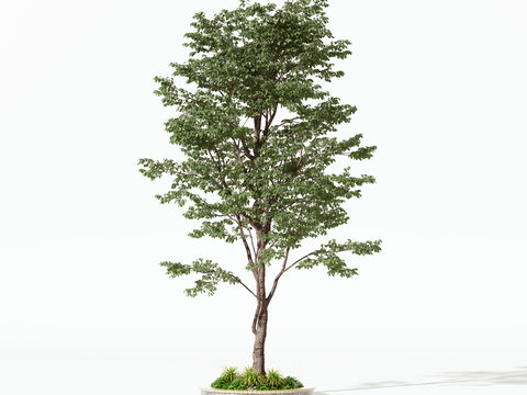  现代树木3d模型 