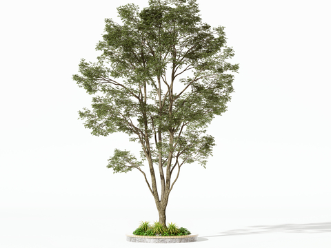  现代树木乔木灌木3d模型 