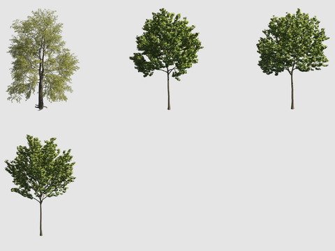  行道树 景观树3d模型 