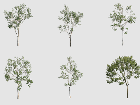  行道树 景观树3d模型 