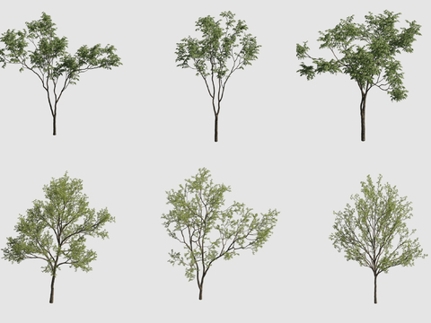  行道树 景观树3d模型 