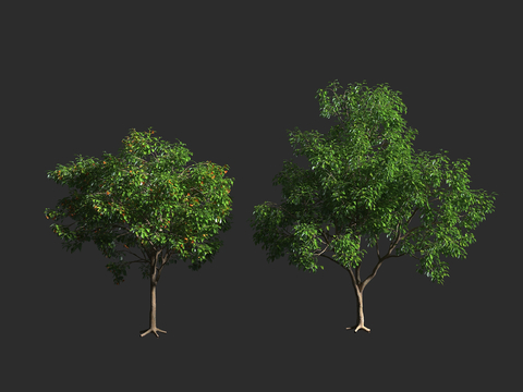  橙花破布木 紫草科 破布木属 常绿乔木 小型乔木 无危物种3d模型 