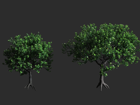  红厚壳桂 签名树 鸡嗉子果 藤黄科 红厚壳桂属 常绿乔木 绞3d模型 