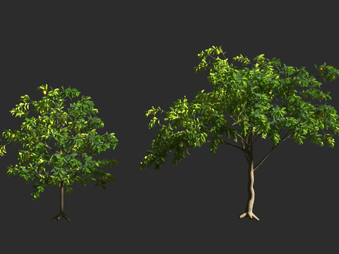  柠檬树 芸香科 柑橘属 常绿灌木 常绿乔木 盆景观赏3d模型 